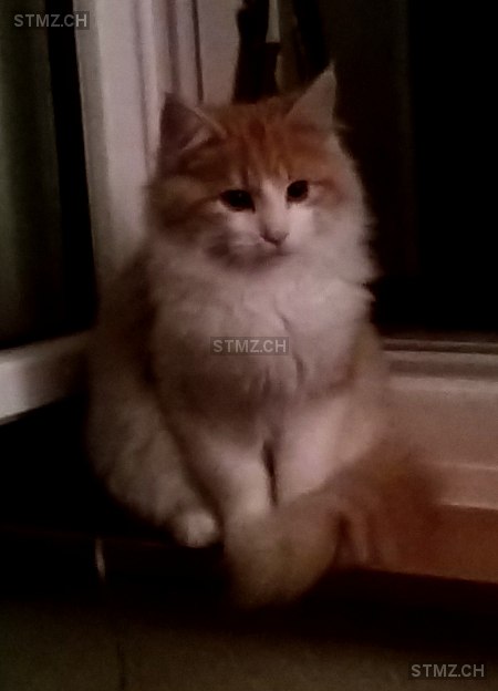 Pedro — Hauskatze ♂, Vermisst seit 04.03.2026, Mümliswil (SO)