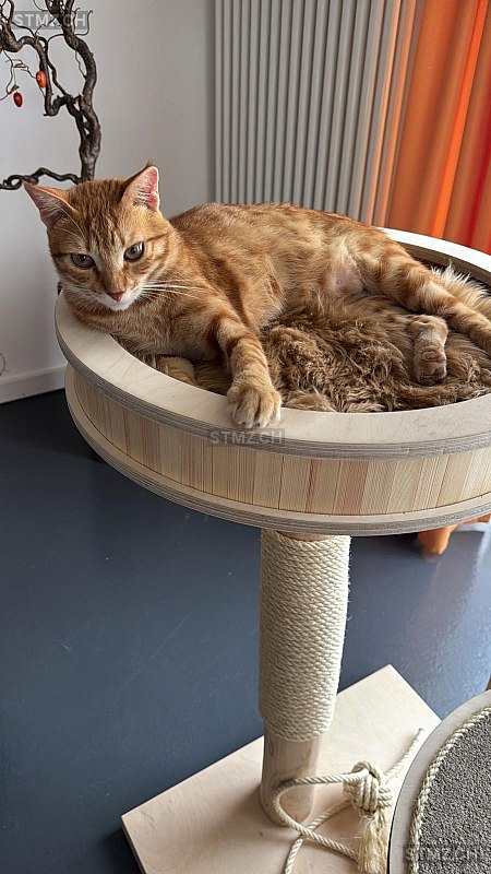 Rommy — Hauskatze ♀, Vermisst seit 01.03.2026, Illighausen (TG)