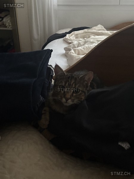 Amaya — Hauskatze ♀, Vermisst seit 27.02.2026, Wetzikon ZH (ZH)