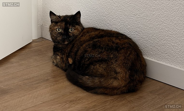 Sina — Hauskatze ♀, Vermisst seit 08.03.2026, Lupfig (AG)