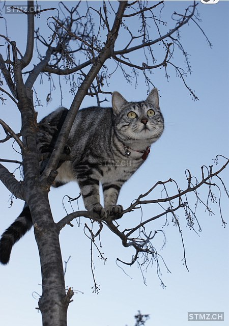 Nikita — Hauskatze ♀, Vermisst seit 06.03.2026, Nidau (BE)