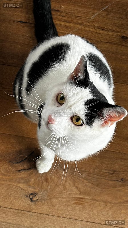 Yoshi — Hauskatze ♂, Vermisst seit 07.03.2026, Nottwil (LU)