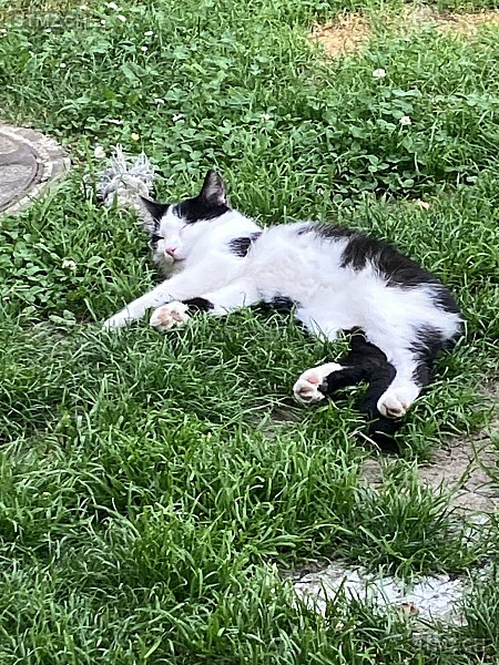 Merlin — Hauskatze ♂, Vermisst seit 03.03.2026, Heiligenschwendi (BE)