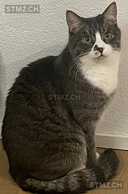 Pomsky — Hauskatze ♂, Vermisst seit 07.03.2026, Rorschach (SG)