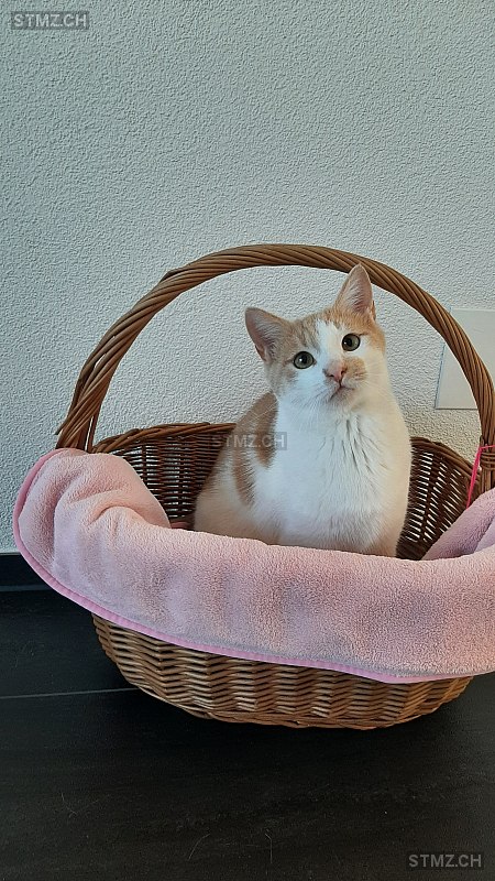 Moritz — Hauskatze ♂, Vermisst seit 23.02.2026, Entlebuch (LU)