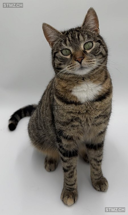 Marie — British Kurzhaar ♀, Vermisst seit 11.02.2026, Rorschacherberg (SG)