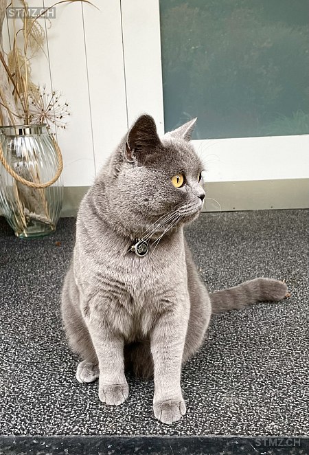 Maylino — British Kurzhaar ♂, Vermisst seit 08.03.2026, Bassersdorf (ZH)