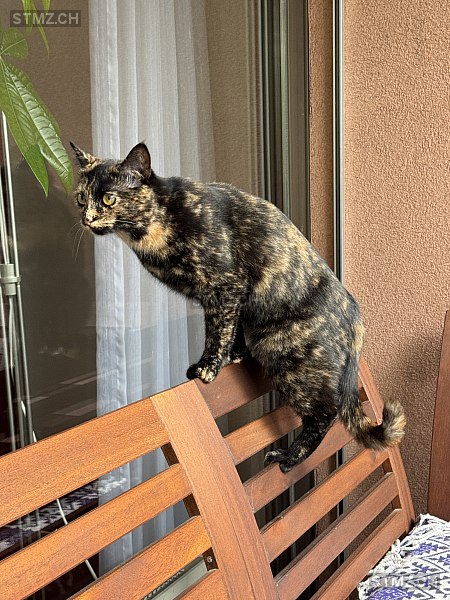 Phoebe — Hauskatze ♀, Vermisst seit 03.03.2026, La Tour-de-Peilz (VD)