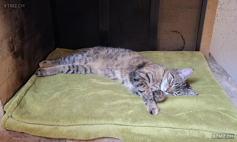 Arya / Ari — Hauskatze ♀, Vermisst seit 08.03.2026, Lyss (BE)