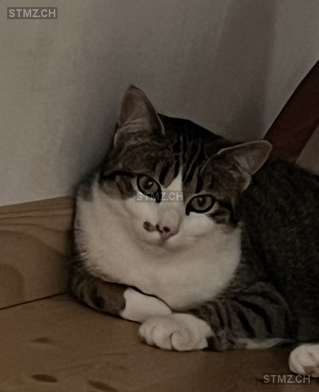 Ning — Hauskatze ♀, Vermisst seit 28.02.2026, Orvin (BE)