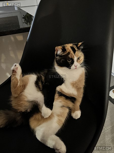 Moji — Hauskatze ♀, Vermisst seit 06.03.2026, Bitsch (VS)