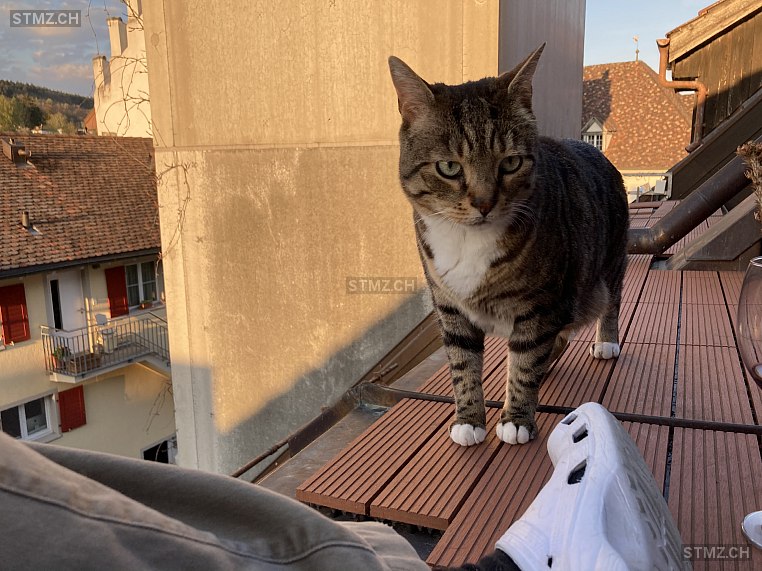 Kofu — Hauskatze ♂, Vermisst seit 28.02.2026, Diessenhofen (TG)