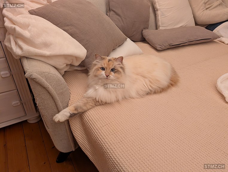 Vermisste Katzen #394003 — Birma ♀, Vermisst seit ?, Däniken SO (SO)