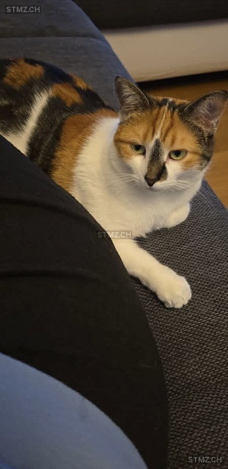 Nala — Hauskatze ♀, Vermisst seit 09.03.2026, Wichtrach (BE)