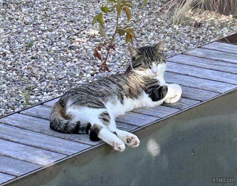 Gypsi — Hauskatze ♀, Vermisst seit 07.03.2026, Zetzwil (AG)