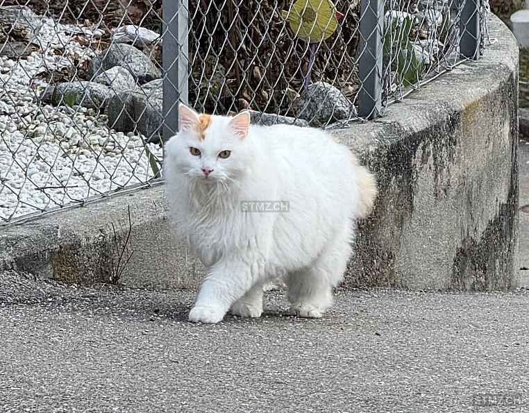 Edelwyss — Hauskatze ♂, Vermisst seit 06.03.2026, Soazza (GR)