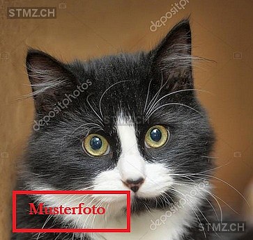 Moune — Hauskatze , Vermisst seit 03.03.2026, Rüti ZH (ZH)