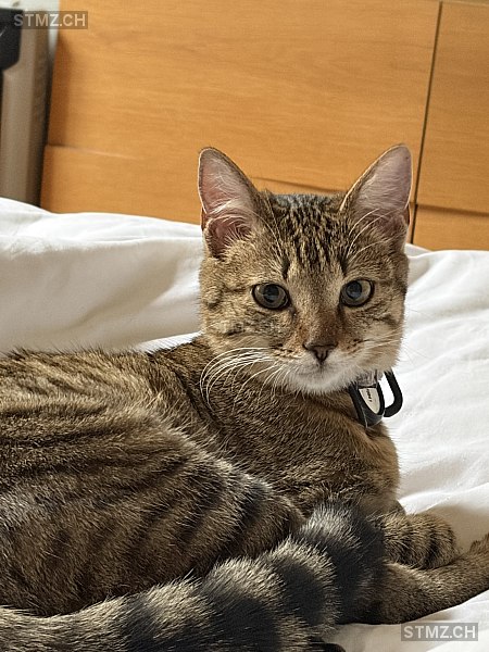 Lily — Hauskatze ♀, Vermisst seit 09.03.2026, Genève (GE)