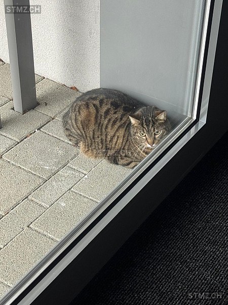 Bagheera — Hauskatze ♂, Vermisst seit 28.02.2026, Rheinfelden (AG)