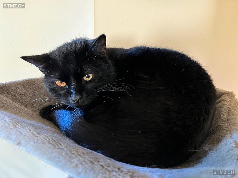 Garfield — Hauskatze ♂, Vermisst seit 07.03.2026, Bern (BE)