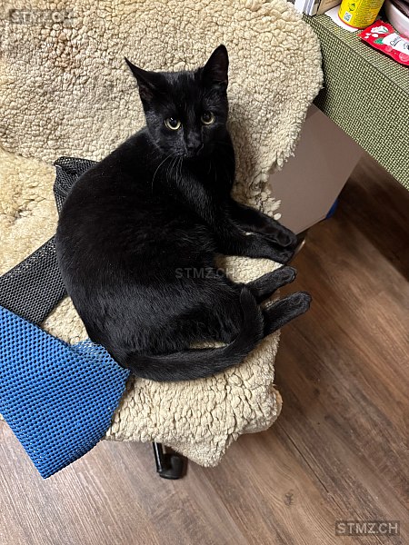 Nemo — Hauskatze ♂, Vermisst seit 02.03.2026, Schwyz (SZ)