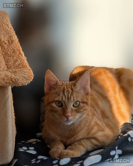 Loki — Hauskatze ♂, Vermisst seit 08.03.2026, Mägenwil (AG)