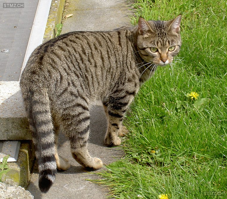 Fayola — Hauskatze ♀, Vermisst seit 09.03.2026, Ammerswil AG (AG)