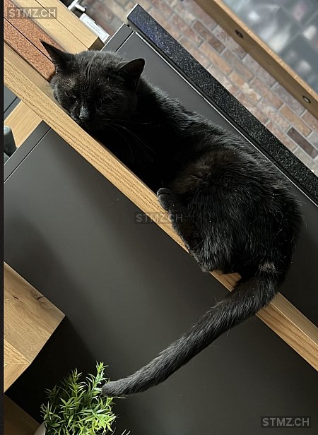 Lola — Hauskatze ♀, Vermisst seit 10.03.2026, Chur (GR)