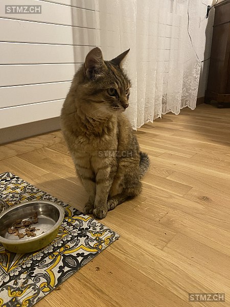 Stellina oder Stella — Hauskatze ♀, Vermisst seit 10.03.2026, Suhr (AG)