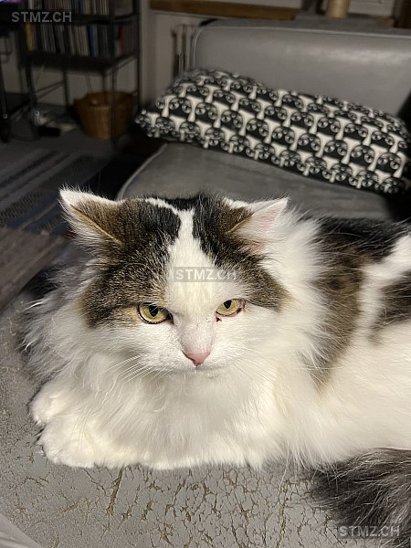 Buebeli — British Langhaar ♂, Vermisst seit 10.03.2026, Zürich (ZH)