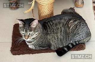 Mäiteli — Hauskatze ♀, Vermisst seit 11.03.2026, Widen (AG)