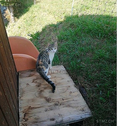 Lilly — Hauskatze ♀, Vermisst seit 04.03.2026, Schwellbrunn (AR)