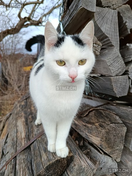 Nouk — Hauskatze ♀, Vermisst seit 20.02.2026, Jonschwil (SG)