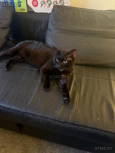 Bailey — Hauskatze ♂, Vermisst seit 10.03.2026, Zollbrück (BE)