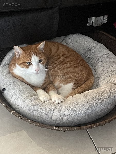 Coco — Hauskatze ♂, Vermisst seit 08.03.2026, Kehrsatz (BE)