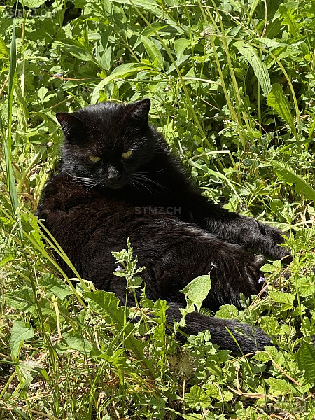 Blacky/ Bubi — Hauskatze ♂, Vermisst seit 09.03.2026, Gundetswil (ZH)