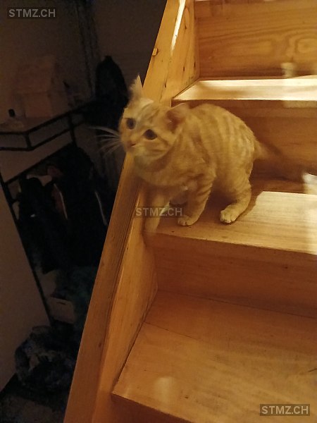Ginger — Hauskatze ♀, Vermisst seit 01.01.2026, Willisau (LU)