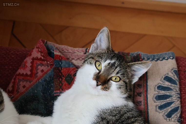 Findus — Hauskatze ♀, Vermisst seit 12.03.2026, Luzern (LU)