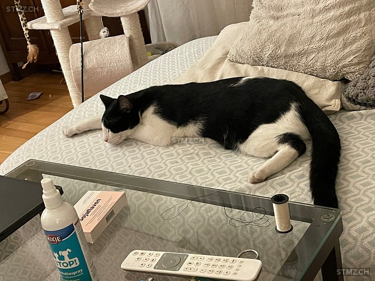 Coco — Katze ♂, Vermisst seit 22.02.2026, Zürich (ZH)