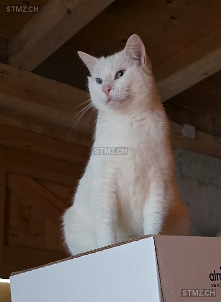 Jolene — Hauskatze ♀, Vermisst seit 28.02.2026, Trubschachen (BE)