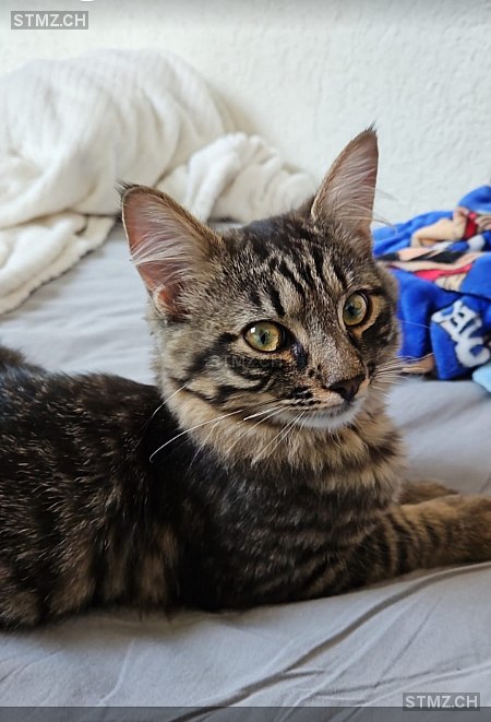 Milano — Hauskatze ♂, Vermisst seit 10.03.2026, Malleray (BE)