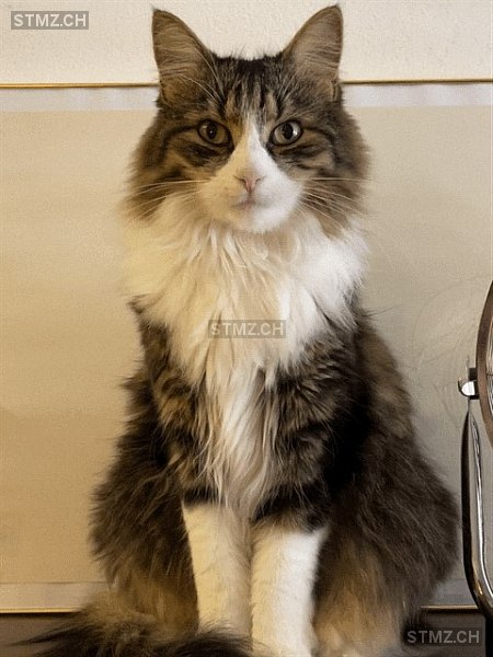 Issey — Maine Coon ♂, Vermisst seit 09.03.2026, Bern (BE)