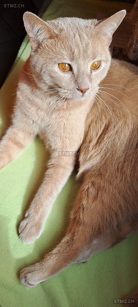 Gino — Hauskatze ♂, Vermisst seit 11.03.2026, Pfäffikon ZH (ZH)