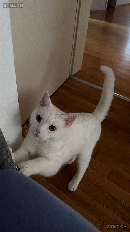 Whity — Hauskatze ♂, Vermisst seit 12.03.2026, Emmenbrücke (LU)