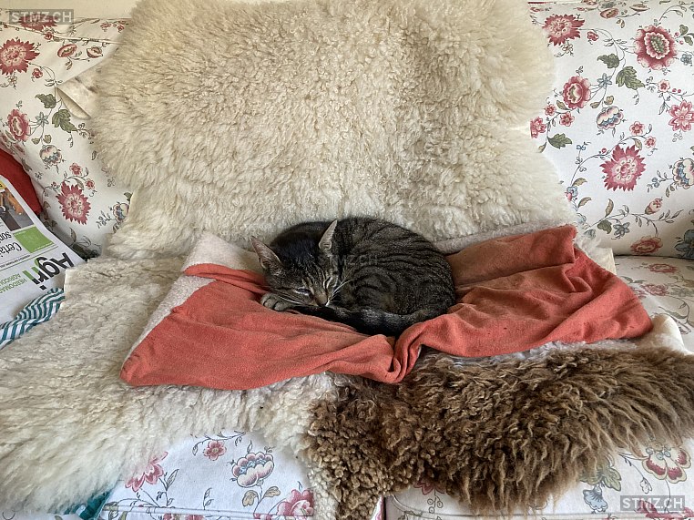 Tarzan — Hauskatze ♂, Vermisst seit 24.02.2026, Rebévelier (BE)