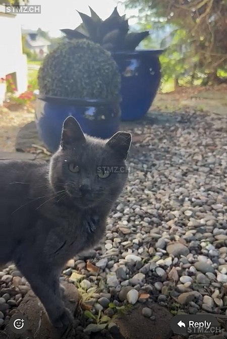 Balu — British Kurzhaar ♀, Vermisst seit 03.03.2026, Hofstetten ZH (ZH)