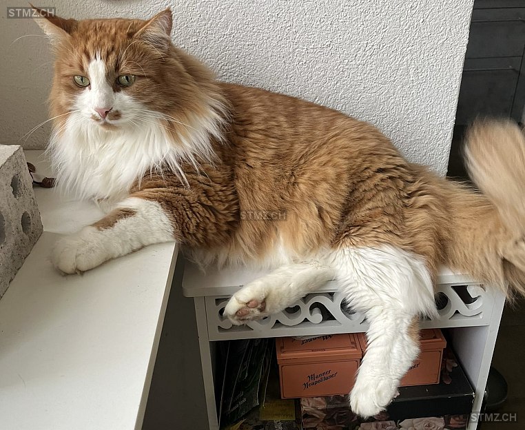 Yogi — Maine Coon ♂, Vermisst seit 23.02.2026, Dietlikon (ZH)