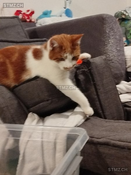 BUDDY — Hauskatze ♂, Vermisst seit 11.03.2026, Bilten (GL)