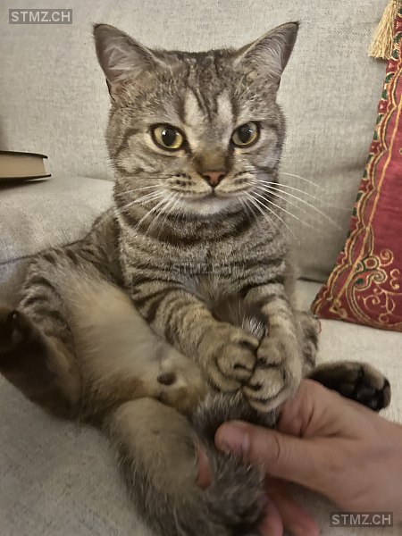 Toni — British Kurzhaar ♂, Vermisst seit 14.03.2026, Nänikon (ZH)