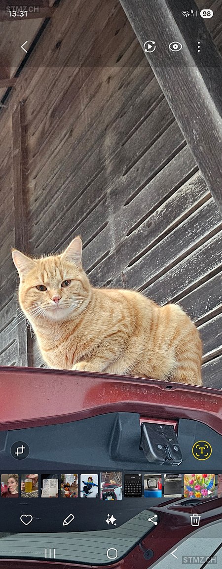 Max — Hauskatze ♂, Vermisst seit 01.03.2026, Kandergrund (BE)